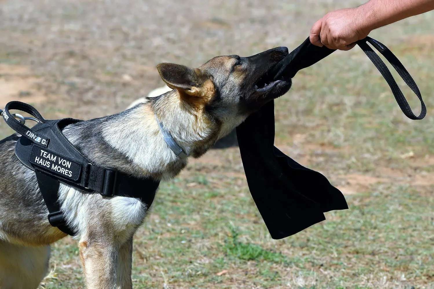 Dingo Gear Leather Bite Tug /"Rag" with Handle